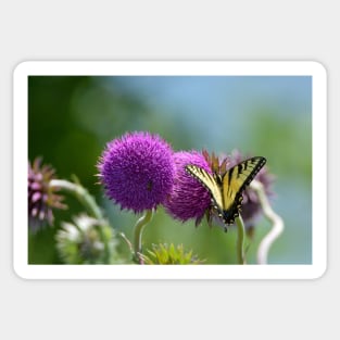 Swallowtail on a Thistle Sticker